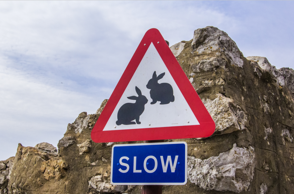 The Year of the Rabbit | Talking Infrastructure